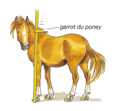 Cheval Éponge en forme de poney Roma 