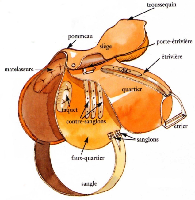 Les différents types de selles de cheval